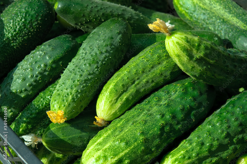 Cucumbers Cucumbers