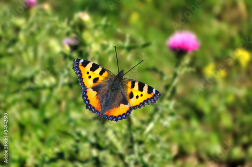 peacock butterfly with open wings