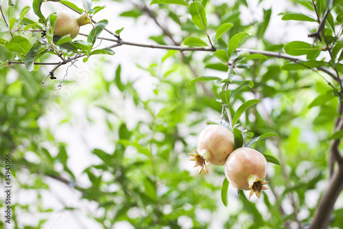 pomegranate on branch