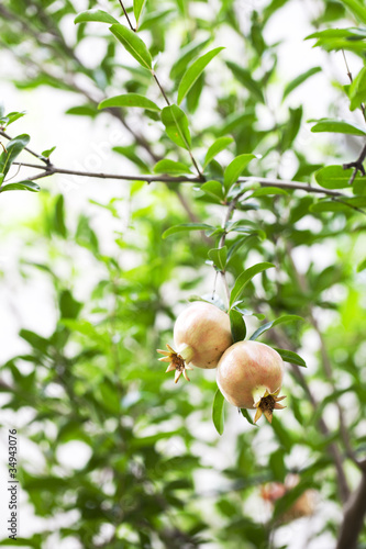 pomegranate on branch