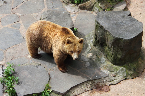 Brown bear in a zoo photo