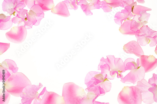 ピンクの花びら © photodepartment