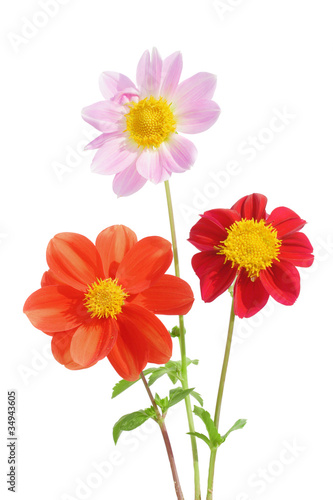 Various colored Dahlia flowers