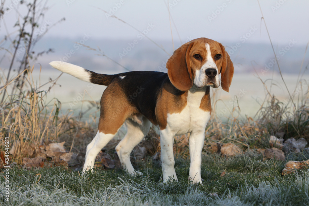 beautiful beagle outside in winter