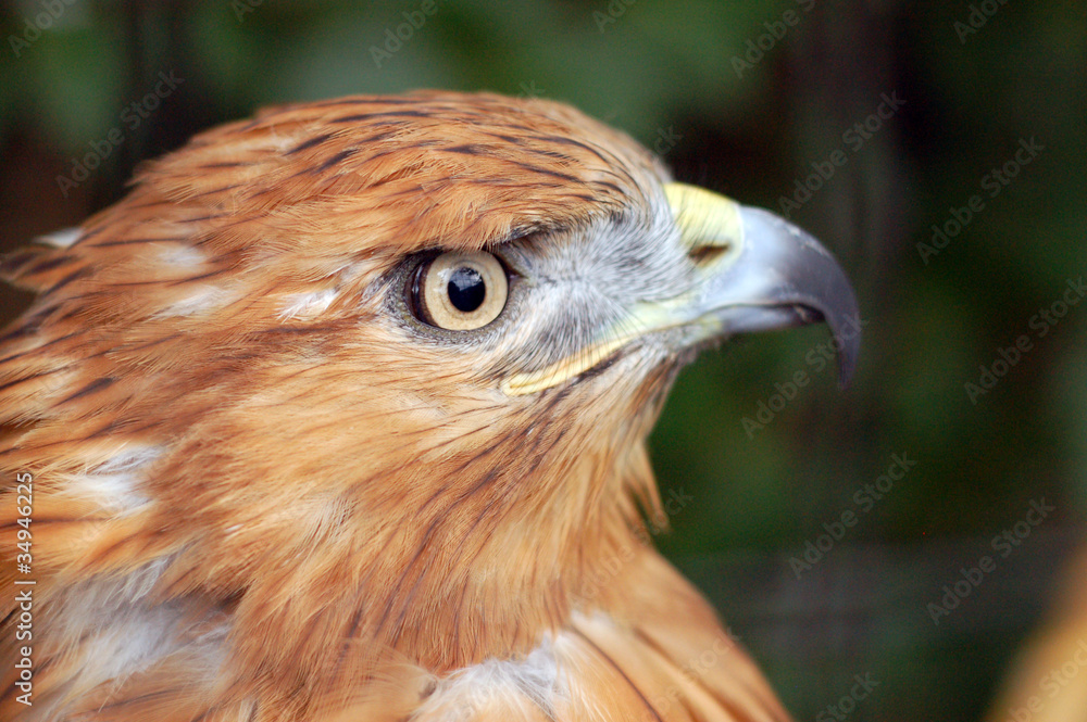hawk hawk