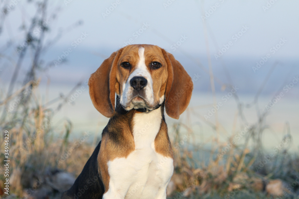 portrait de beagle