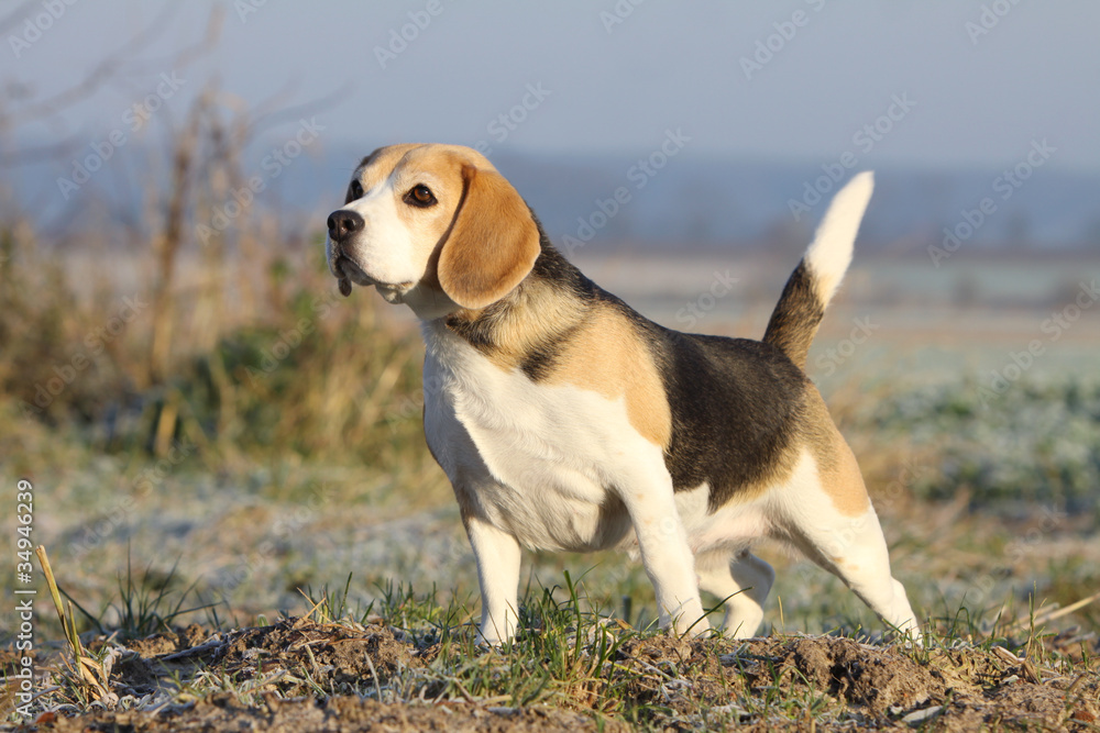 belle posture du beagle