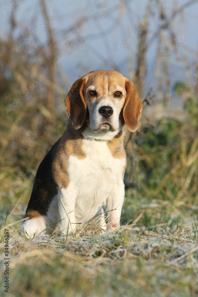beagle assis dans la campagne en hiver