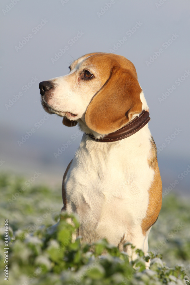 surveillance du beagle