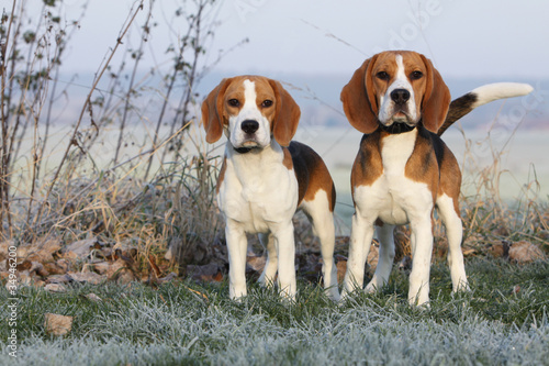 two beautifil beagles