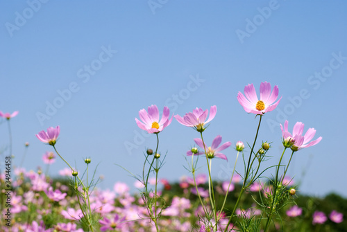 ピンクのコスモスの花と青空