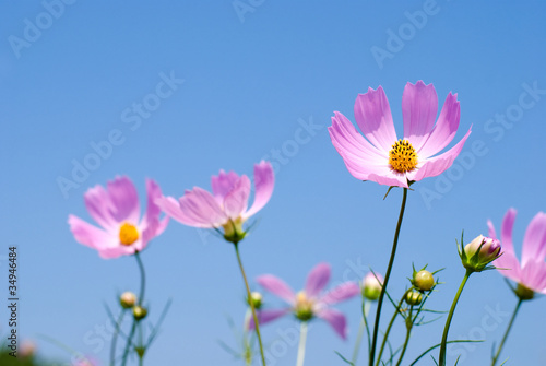 ピンクのコスモスの花と青空