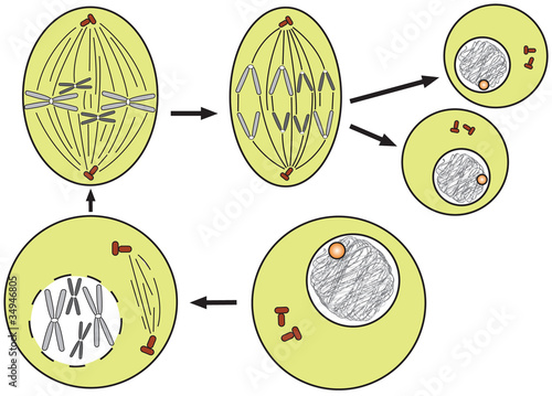 mitosis  cell division -simple scheme