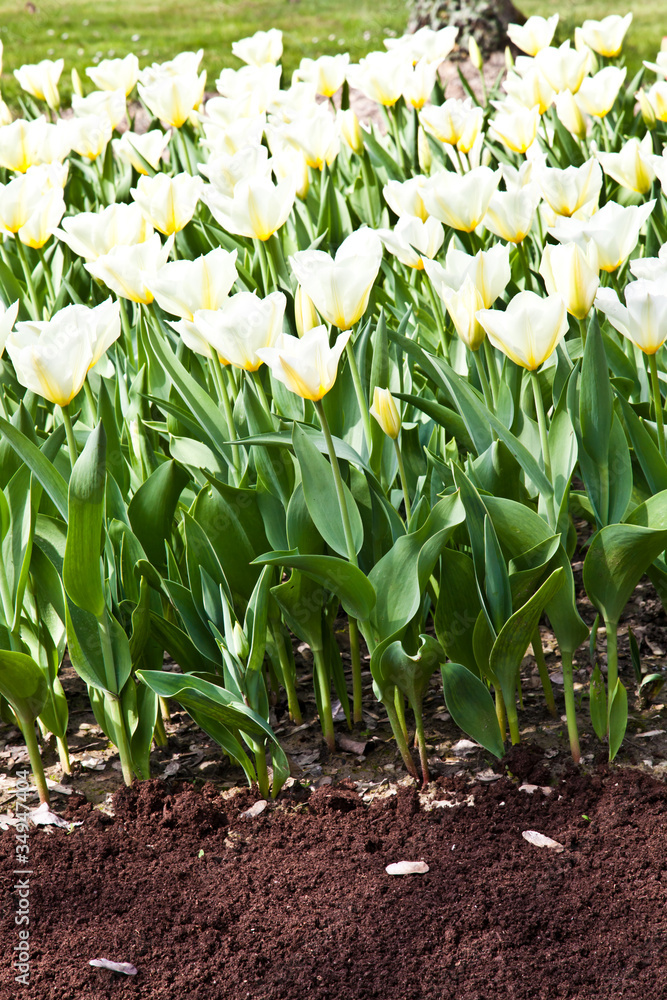 Tulips - Jaap Groot varieties Tulips - Jaap Groot varieties