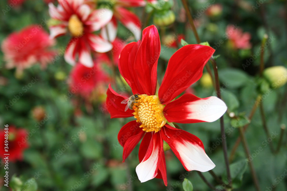 Biene auf Dahlie Biene auf Dahlie