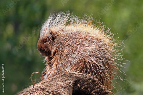 Baumstachler,new world porcupine