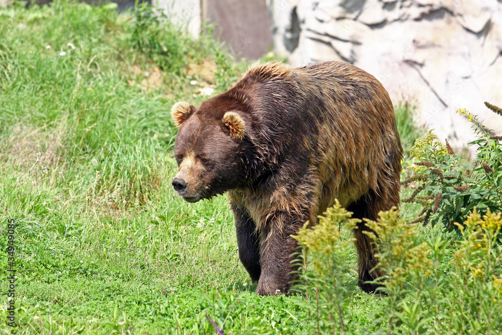 Fototapeta premium Braunbär