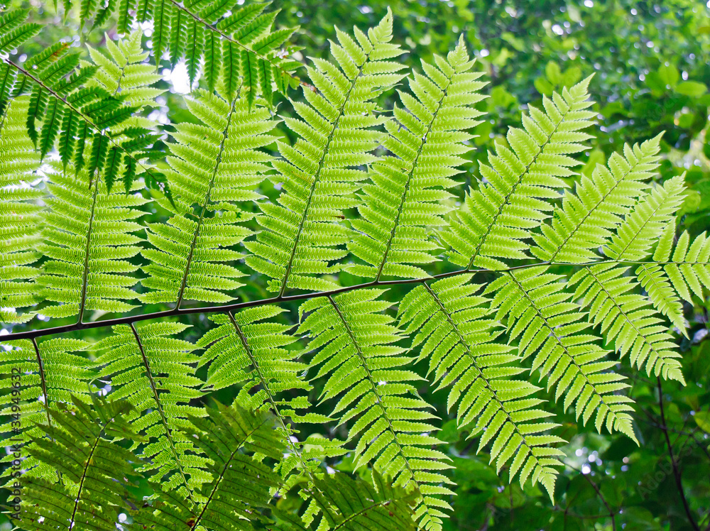 Green Fern Backlit with Sunlight Green Fern Backlit with Sunlight