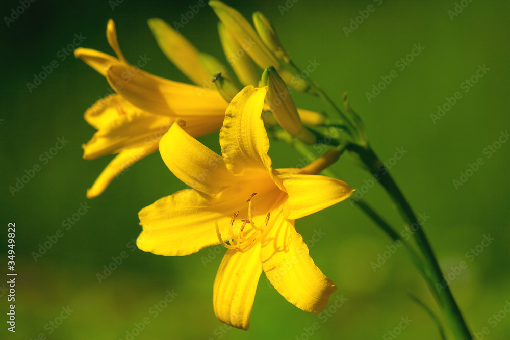 Fototapeta premium Flower of a yellow lily on a green background