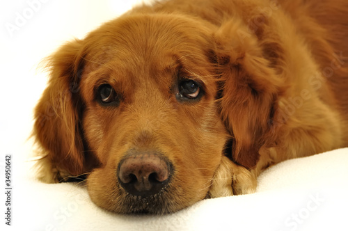 Golden retriever dog very expressive face close up. © jmffotos