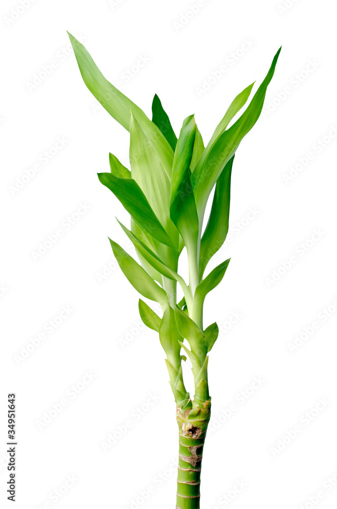 Obraz premium Green bamboo