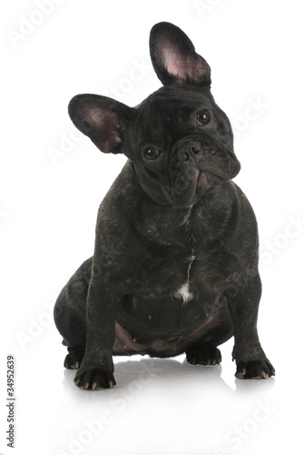 french bulldog © Willee Cole