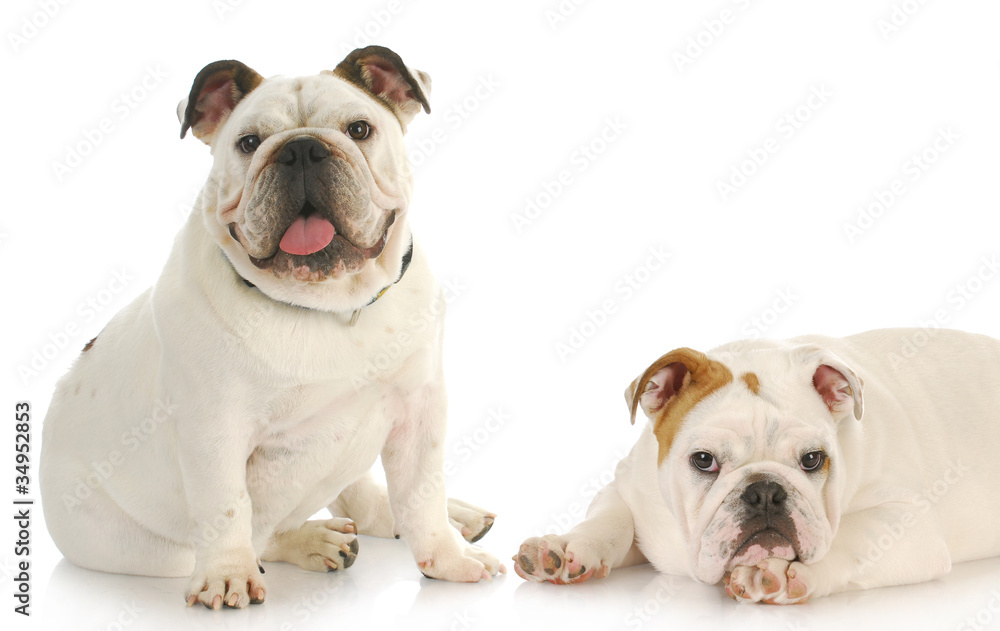 two bulldog puppies