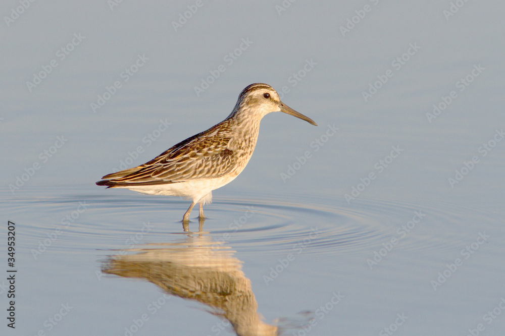 broad-billed sandpiper / Limicola falcinellus broad-billed sandpiper / Limicola falcinellus