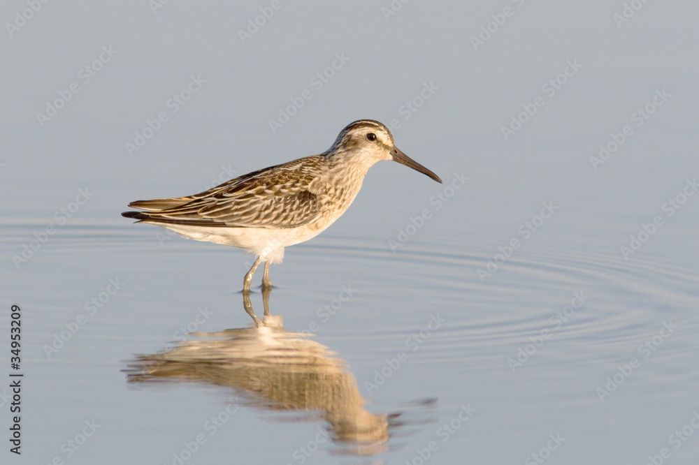 broad-billed sandpiper / Limicola falcinellus broad-billed sandpiper / Limicola falcinellus