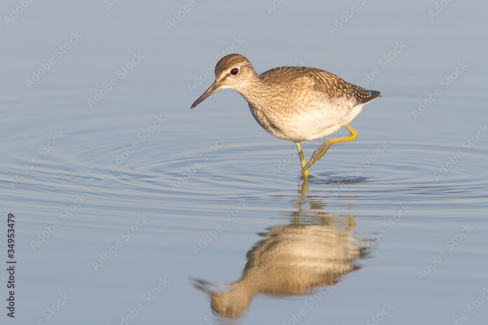 Wood Sandpiper in water with reflection / Tringa glareola Wood Sandpiper in water with reflection / Tringa glareola