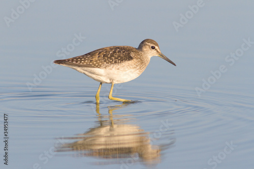 Wood Sandpiper in water with reflection / Tringa glareola