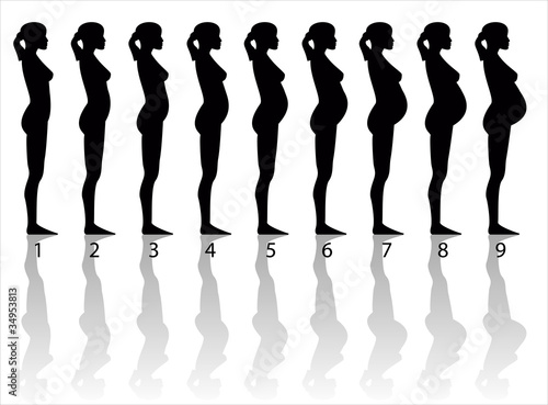 pregnancy stages