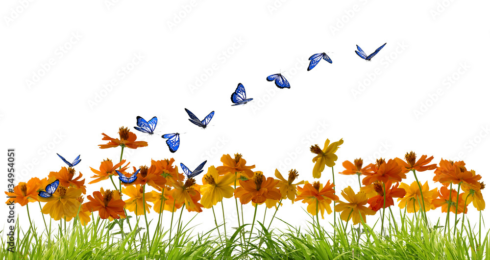 Fototapeta Papillons bleus virevoltant au-dessus de belles fleurs
