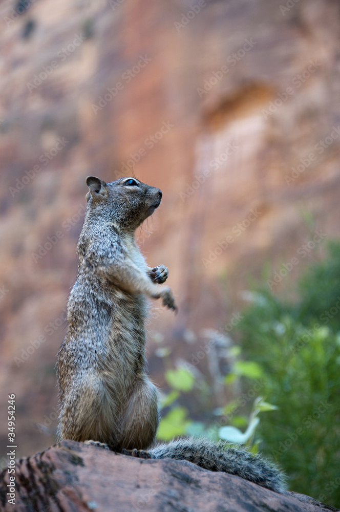 Squirrel in Zion National Park in Utah USA Squirrel in Zion National Park in Utah USA