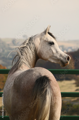 Fotoroleta arabski koń klacz krew