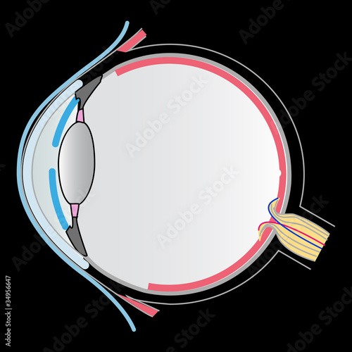 eye anatomy