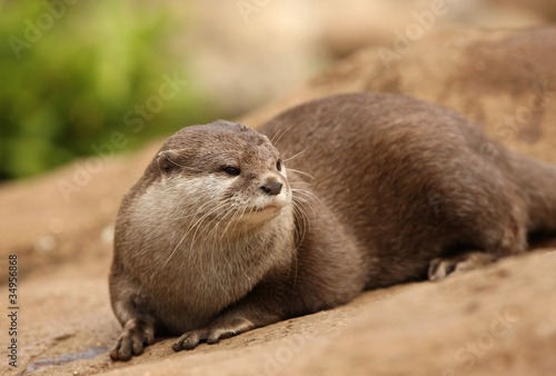 Portrait of a Oriental Short-Clawed Otter