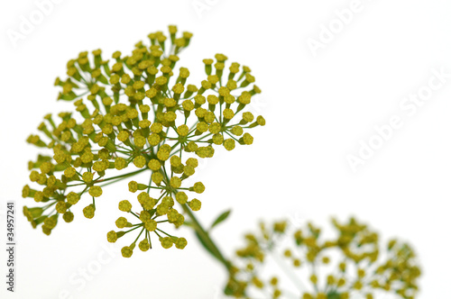 Inflorescence du buplèvre ligneux photo