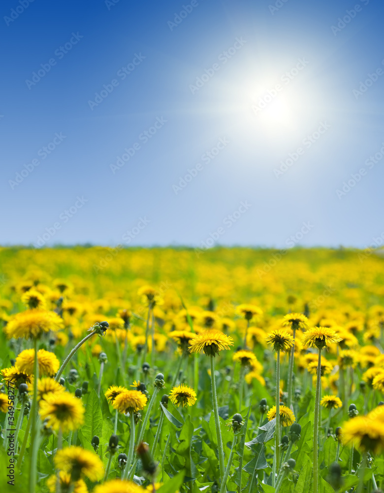 yellow dandelions under bly sky