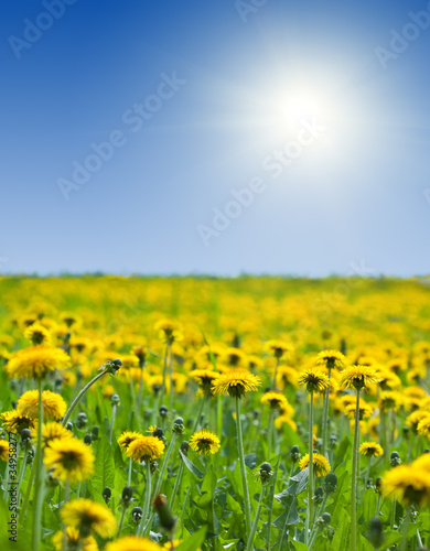 yellow dandelions under bly sky © JackF