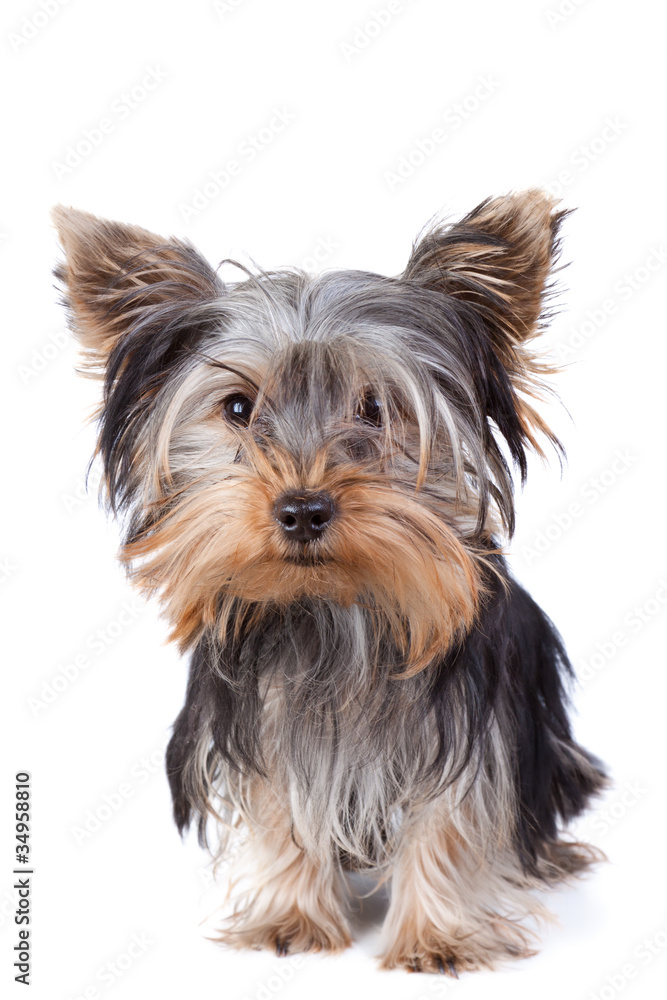 Yorkshire terrier Yorkshire terrier
