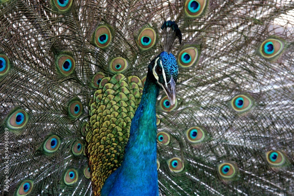 Obraz premium Peacock Display