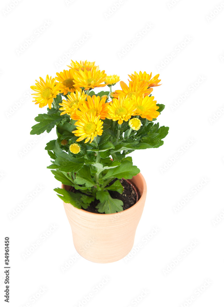 yellow chrysanthemum flowers