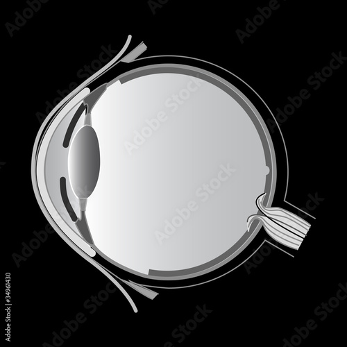 eye anatomy