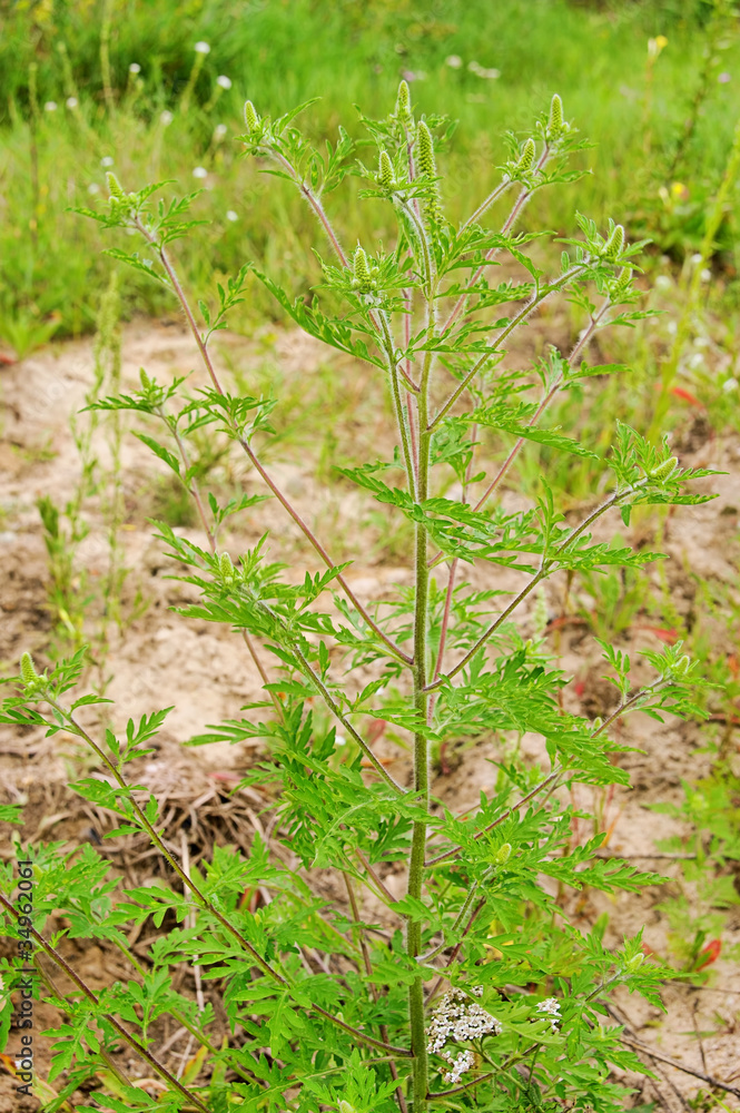 Ambrosia - Common Ragweed 09 Ambrosia - Common Ragweed 09