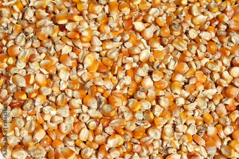 Maize background Maize background