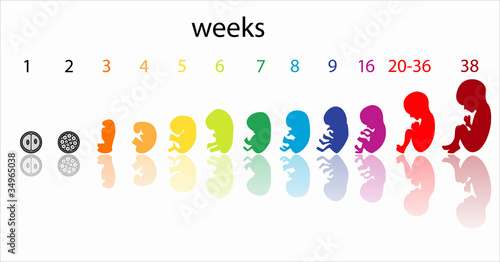 fetus stages