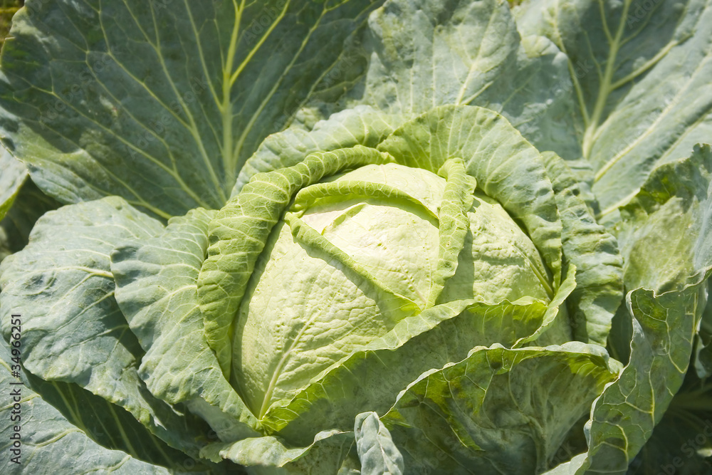Obraz premium cabbage