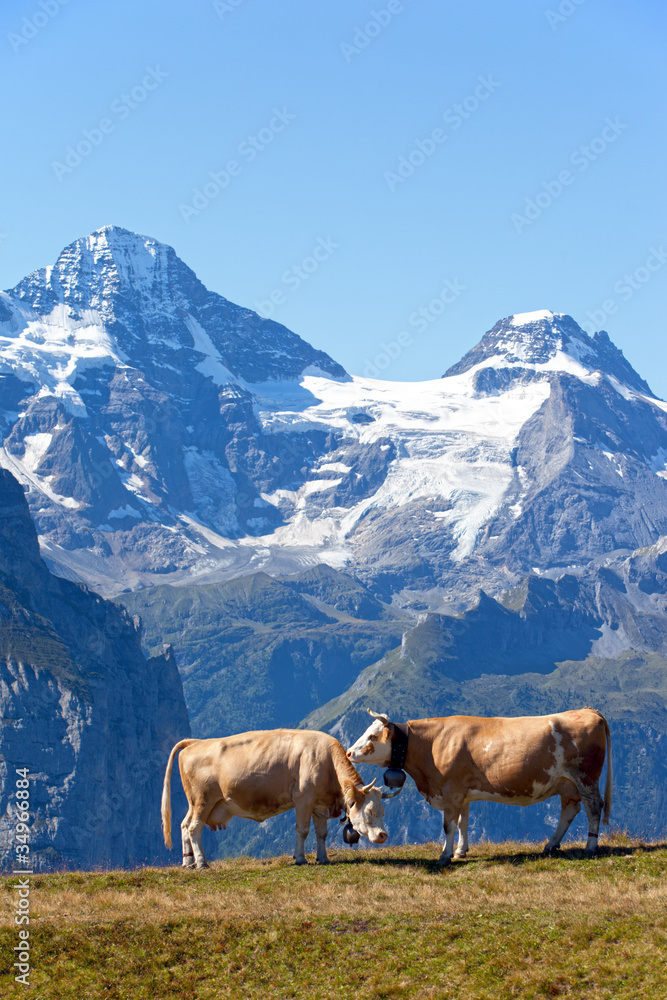 Two cows in the swiss Alps