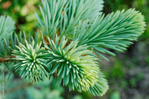 Fototapet Blue spruce